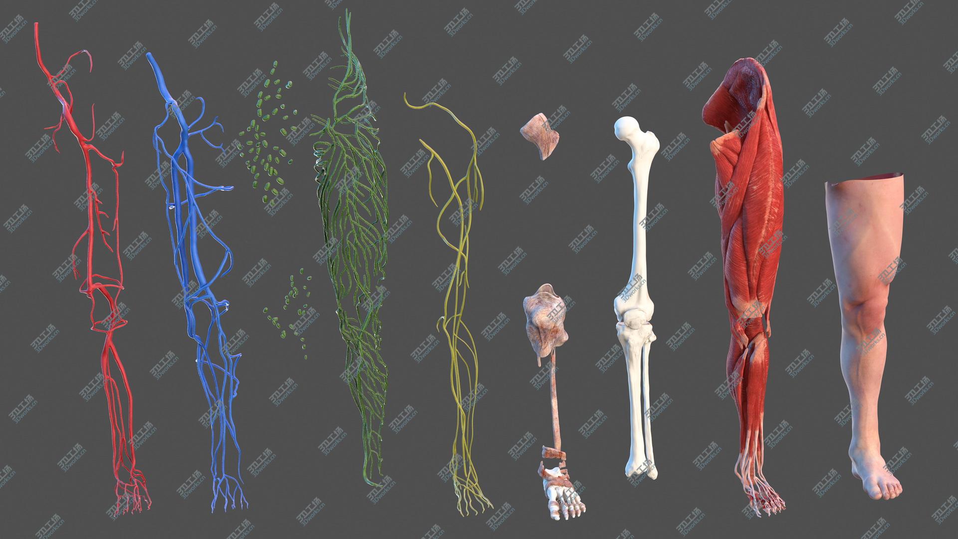 images/goods_img/202104022/Male Leg Full Anatomy and Skin 3D model/5.jpg